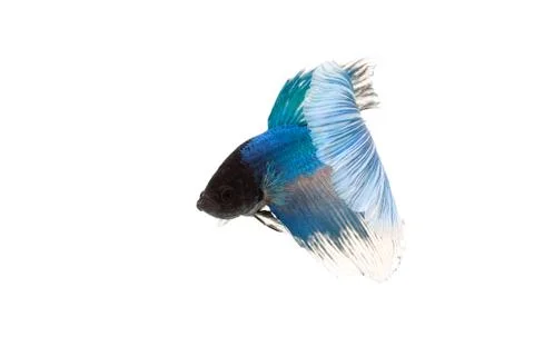 Blue betta splendens Stock Photos