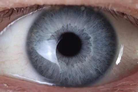 Blue big eye close up. Stock Photos