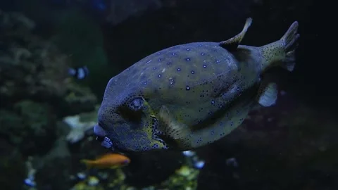 Big Lip Animals Stock Videos – Royalty-Free HD & 4K Videos