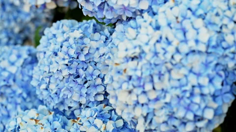 Blue Bigleaf Hydrangea Flower Pull Focus Background To Foreground Macro Lens Stock Footage 338039153