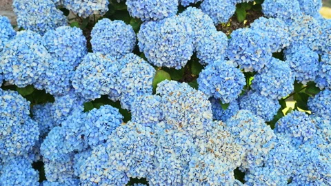 Blue Bigleaf Hydrangea Flowers Cluster Outdoors Blooming Ornamental Stock Footage 338039251