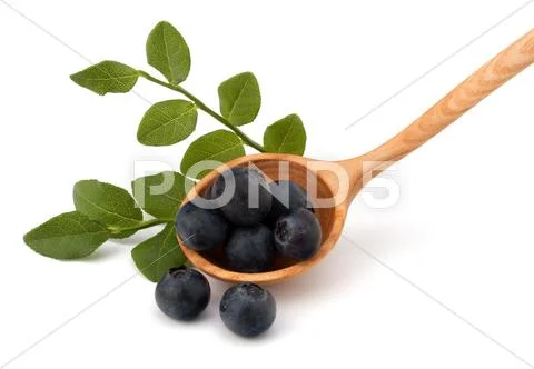 Blue bilberry or whortleberry Stock Photos