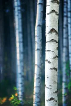 Blue birch forest Stock Photos
