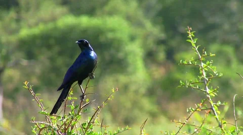 Blue Bird on Branch Stock Footage 797945