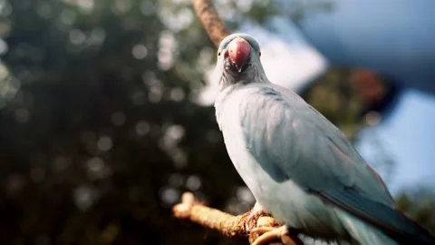 Blue Bird on a Branch Video stock 156026991