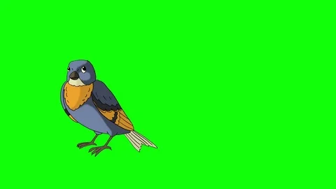Blue Bird Came Flying Stock Footage 74780841