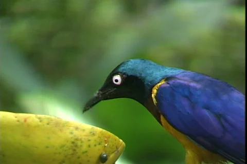 Blue Bird-cu Video stock 816494