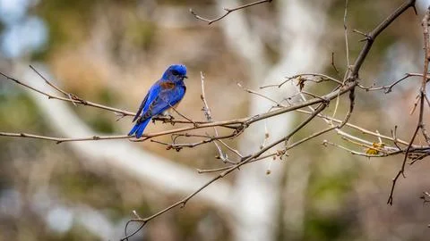 Blue Bird on an empty branch Stock Photos