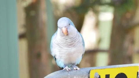 Blue bird on a fence 動画素材 340041198