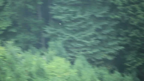 The Blue Bird in Flight Stock Footage 324896815