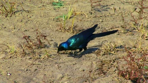 Blue Bird Stock Footage 798028