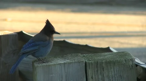 Blue Bird 動画素材 1078347