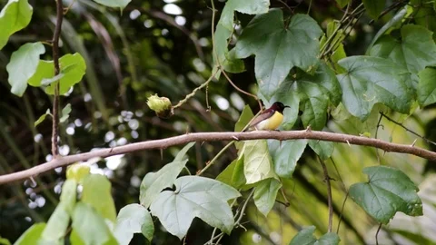 Blue bird Stock-Footage 100181109