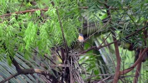 Blue bird Stock-Footage 100181768