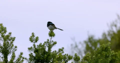Blue bird Stock Footage 163998811