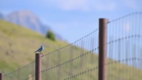 Blue Bird Stockbeeldmateriaal 314796232