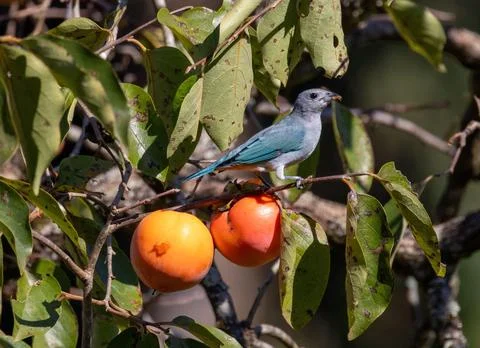 Blue Bird with Fruit Foto stock