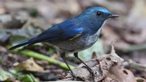 Blue bird on the ground Stock Footage 252436142