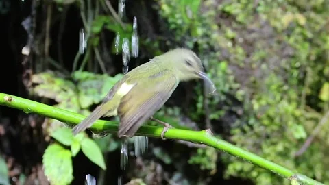 Blue bird on the ground Stock Footage 252436151