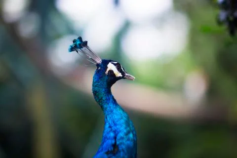 Blue bird next twist  Stock Photos
