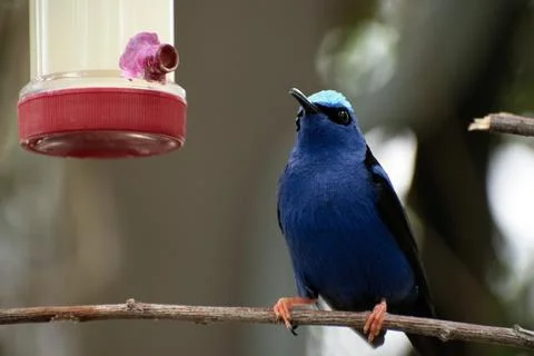 Blue bird on a perch Stock Photos