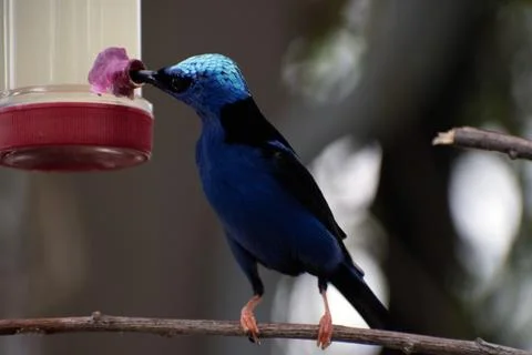 Blue bird on a perch Stock Photos