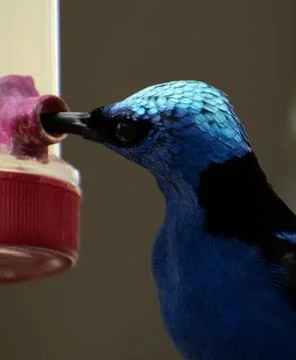 Blue bird on a perch Stock Photos