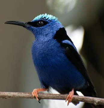 Blue bird on a perch Stock Photos