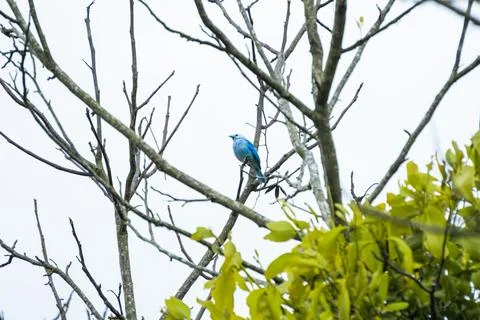 Blue Bird Perched on Bare Tree Branch Foto stock
