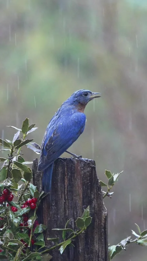 Blue bird perched on mossy log in misty forest with red berries during rain Vídeos de archivo 334664413
