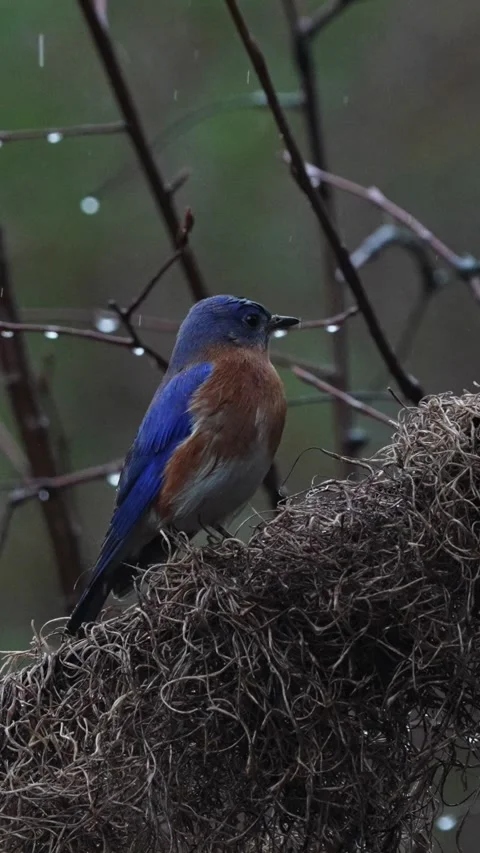 Blue bird perched on mossy tree stump in lush forest in the rain Vídeo Stock 334664402