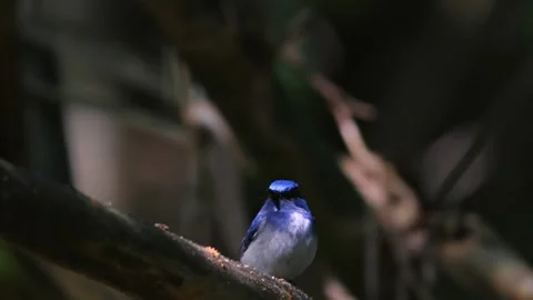 Blue bird perched on tree branch in dense forest, soft light, natural Stock Footage 303816154