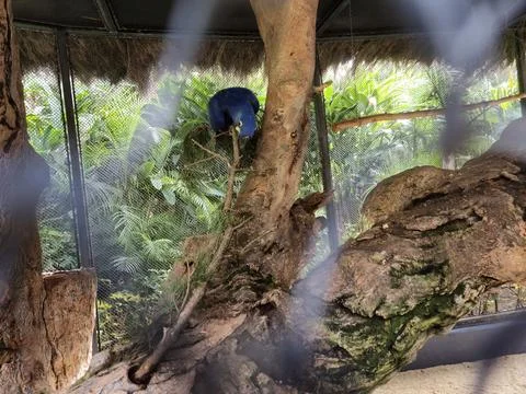 Blue bird perched on tree branch inside animal enclosure Stock Photos