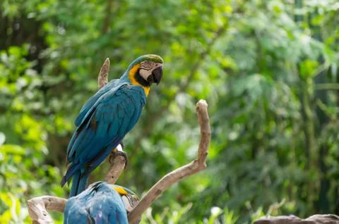 Blue bird Stock Photos