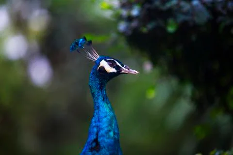 Blue bird  Stock Photos