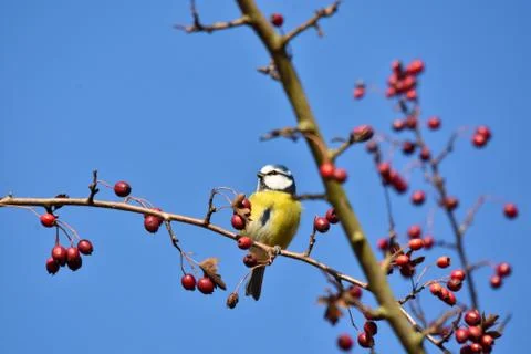 Blue bird Stock Photos