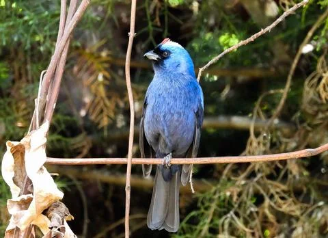 Blue bird Stock Photos