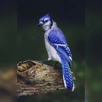 Blue bird Stock Photos