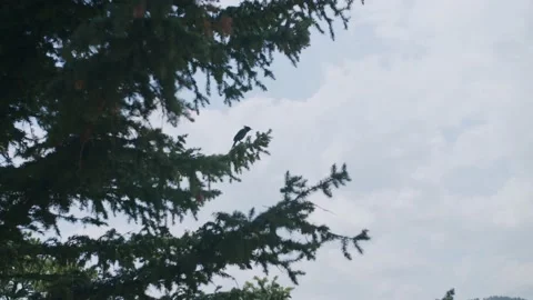 Blue bird in pine tree. Video stock 162698913