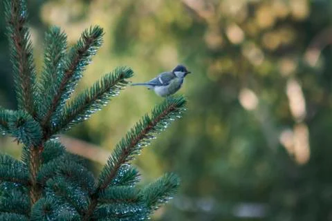 Blue bird of pine twig Stock Photos