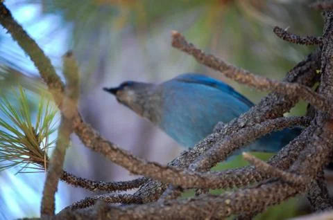 Blue Bird Ready for Flight Stock Photos