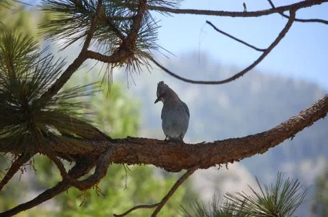 A Blue Bird Relaxes Stock Photos