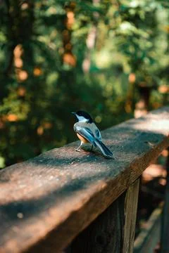 Blue Bird Resting On A Ledge Stock Photos
