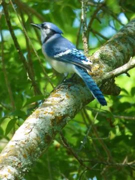 Blue Bird singing Stock Photos