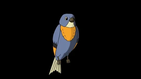 Blue Bird Sitting and Singing. Stock Footage 74780828