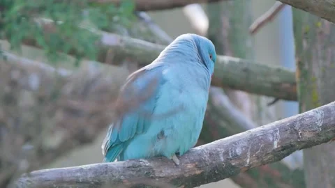 Blue bird sitting on a branch 動画素材 339985929