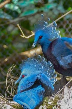 A blue bird sitting on a table 写真素材