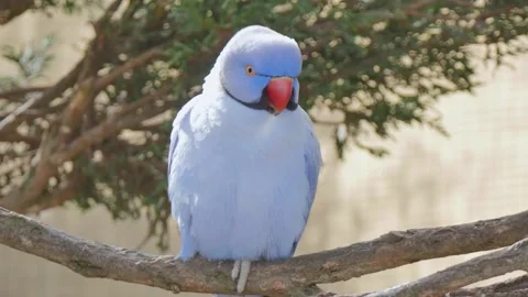 Blue bird sitting in a tree 動画素材 339985902