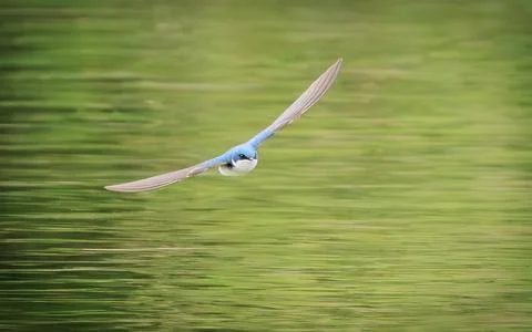 Blue bird soars low over calm green water Stock Photos