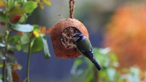 Blue bird tit on coconut feeder, Parus caeruleus  Stock Footage 226919348